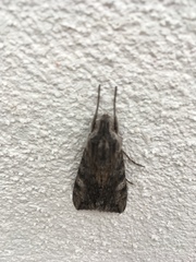 Erinnyis oenotrus