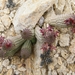 Hoodia pedicellata - Photo (c) elke_erb, μερικά δικαιώματα διατηρούνται (CC BY-NC)