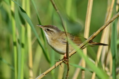 Helopsaltes certhiola