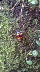 Scaphidomorphus bosci