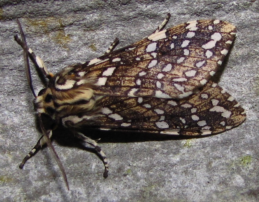 Lophocampa arpi
