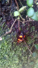 Scaphidomorphus bosci