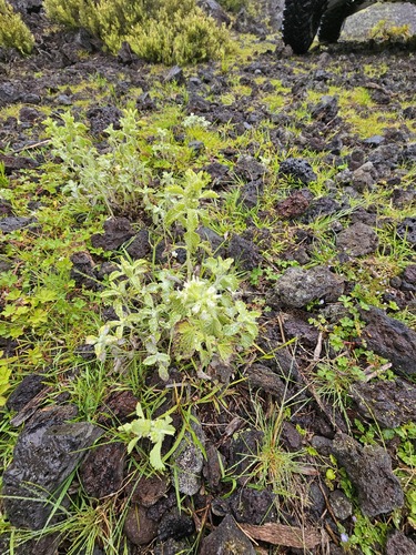 Marrubium vulgare observed 2023-05-09