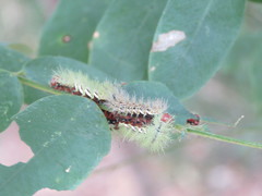 Automeris naranja