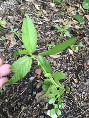Corchorus hirtus