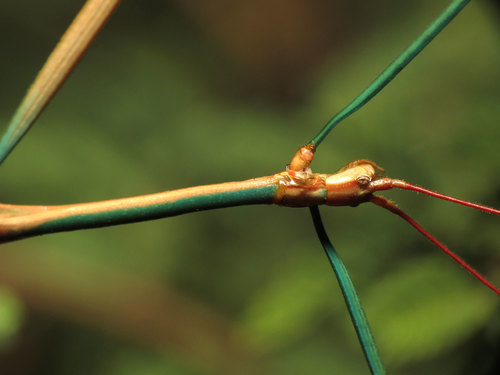 Arizona Walkingstick photo 2