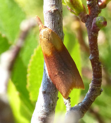 Sparganothis violaceana