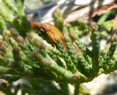 Sparganothis violaceana