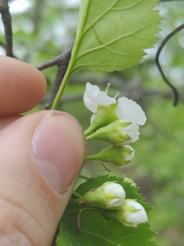 Image of Crataegus pruinosa by no rights reserved