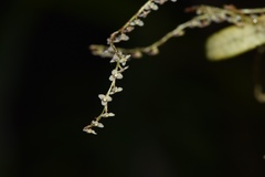 Stelis rubens