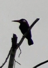 Galbalcyrhynchus leucotis