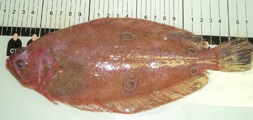 American fourspot flounder (Hippoglossina oblonga) — Paralichthyidae — 3