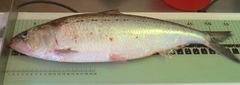 Alosa sapidissima