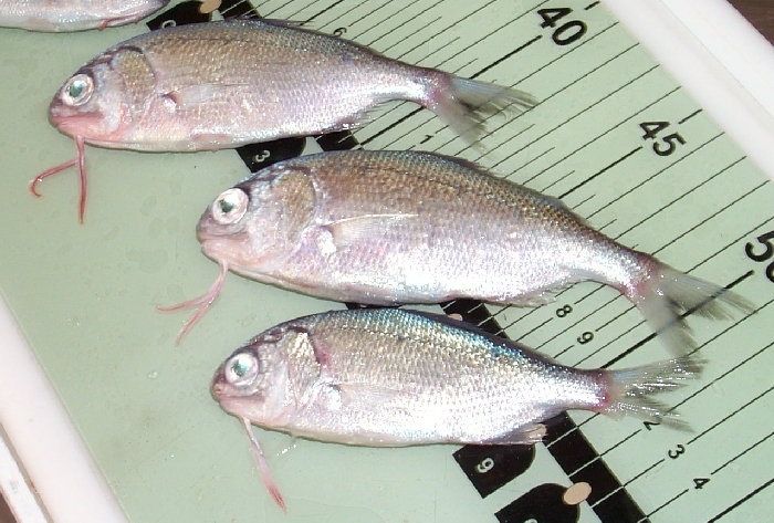 Beardfish