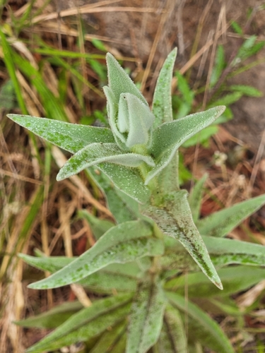 Incertae Sedis image