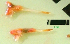 Clione limacina