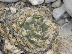 Ariocarpus retusus