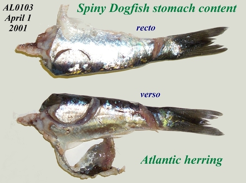 Foto de Mielga (Squalus acanthias)
