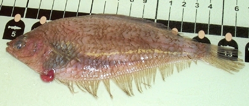Gulf Stream flounder (Citharichthys arctifrons) — Paralichthyidae — 3