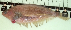 Gulf Stream Flounder photo 2