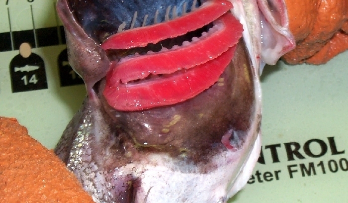Witte heek (Merluccius albidus) — Merlucciidae