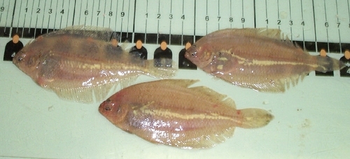 Smallmouth flounder (Etropus microstomus) — Paralichthyidae — 5