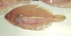 Smallmouth Flounder photo 5