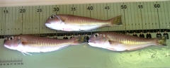 Lopholatilus chamaeleonticeps
