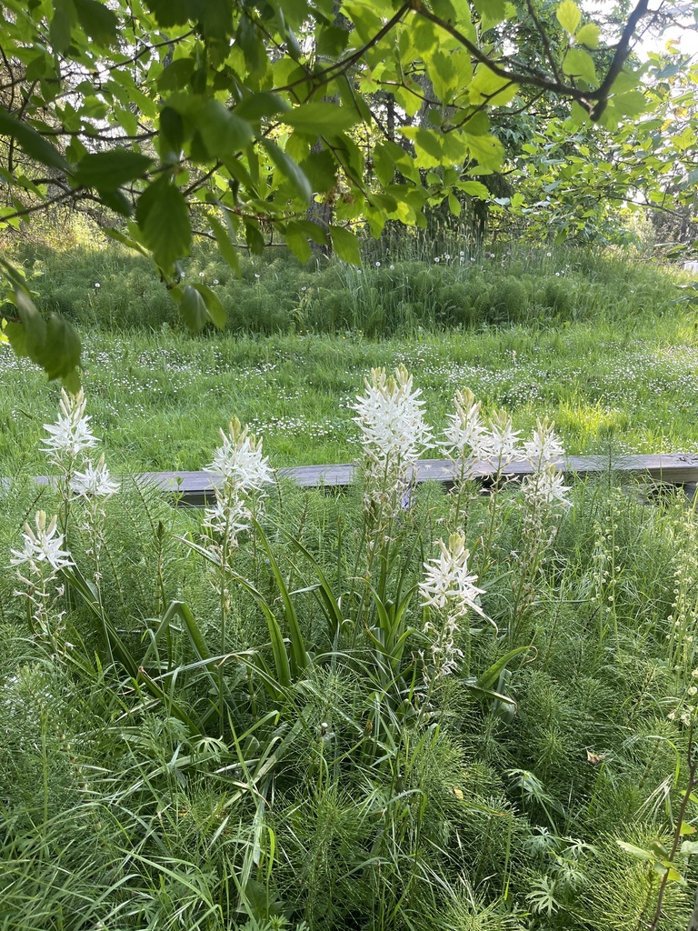 Camassia leichtlinii, Interurban Rd, Saanich, BC, CA