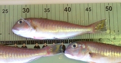Lopholatilus chamaeleonticeps