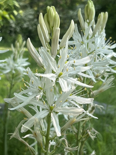 Camassia leichtlinii