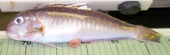 Lopholatilus chamaeleonticeps