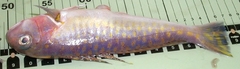 Lopholatilus chamaeleonticeps