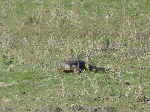 Varanus bengalensis