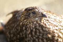 Temminck's Tragopan photo 5