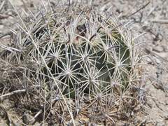 Coryphantha delicata