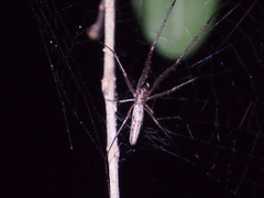 Tetragnatha ceylonica