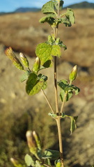 Brickellia veronicifolia