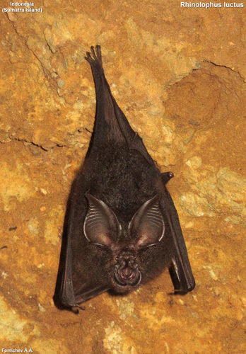 Woolly Horseshoe Bat