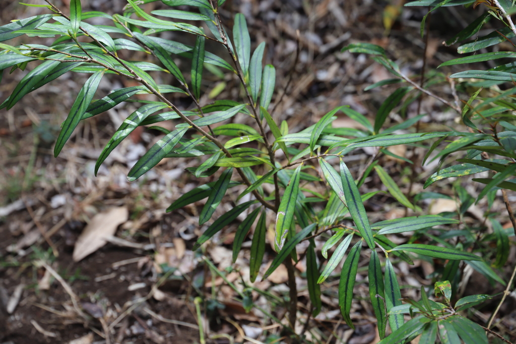 Erythroxylum sideroxyloides