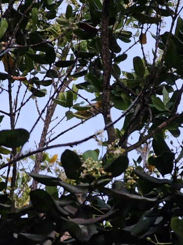 Puerto Rican Oriole (Icterus portoricensis), photo 5