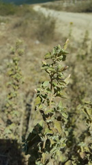 Brickellia veronicifolia