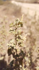 Brickellia veronicifolia