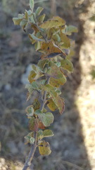 Brickellia veronicifolia