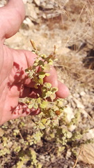 Brickellia veronicifolia