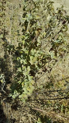 Brickellia veronicifolia