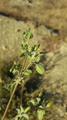 Brickellia veronicifolia
