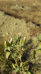 Brickellia veronicifolia