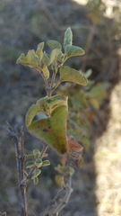 Brickellia veronicifolia
