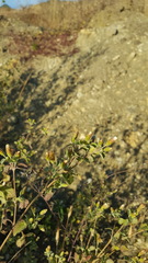 Brickellia veronicifolia